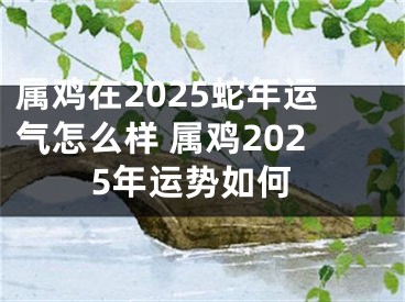 属鸡在2025蛇年运气怎么样 属鸡2025年运势如何