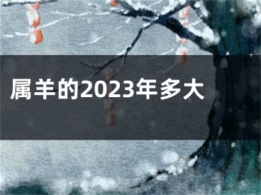 属羊的2023年多大