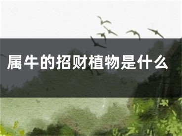 属牛的招财植物是什么