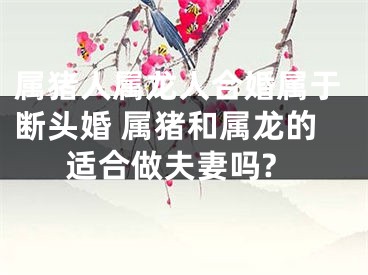 属猪人属龙人合婚属于断头婚 属猪和属龙的适合做夫妻吗?