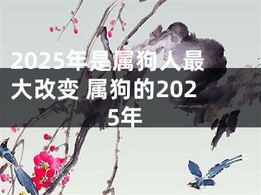 2025年是属狗人最大改变 属狗的2025年