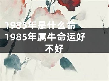 1985年是什么命 1985年属牛命运好不好