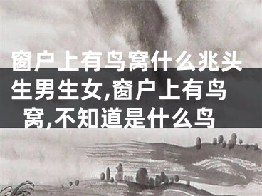 窗户上有鸟窝什么兆头生男生女,窗户上有鸟窝,不知道是什么鸟