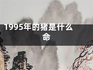 1995年的猪是什么命