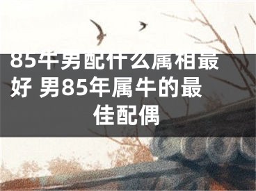 85牛男配什么属相最好 男85年属牛的最佳配偶