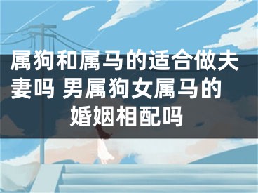 属狗和属马的适合做夫妻吗 男属狗女属马的婚姻相配吗