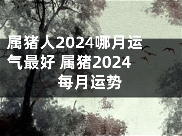 属猪人2024哪月运气最好 属猪2024每月运势