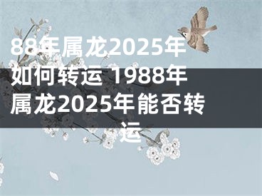 88年属龙2025年如何转运 1988年属龙2025年能否转运