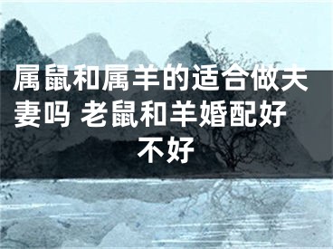 属鼠和属羊的适合做夫妻吗 老鼠和羊婚配好不好
