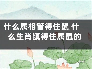什么属相管得住鼠 什么生肖镇得住属鼠的