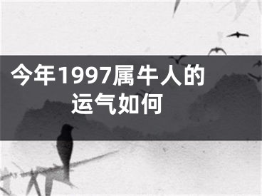 今年1997属牛人的运气如何 