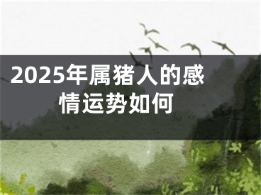 2025年属猪人的感情运势如何 