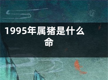 1995年属猪是什么命 
