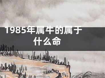 1985年属牛的属于什么命 