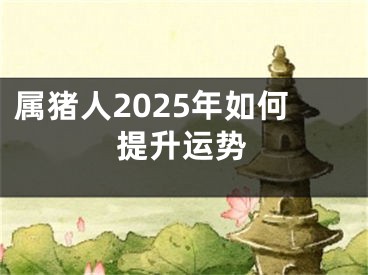 属猪人2025年如何提升运势