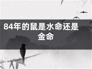 84年的鼠是水命还是金命