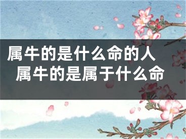 属牛的是什么命的人 属牛的是属于什么命