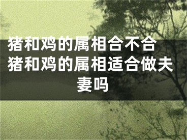 猪和鸡的属相合不合 猪和鸡的属相适合做夫妻吗