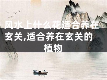 风水上什么花适合养在玄关,适合养在玄关的植物