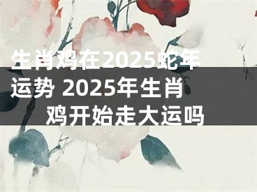 生肖鸡在2025蛇年运势 2025年生肖鸡开始走大运吗