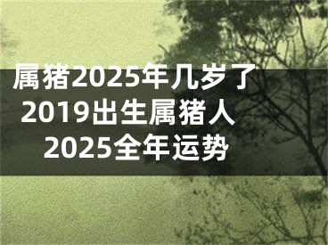 属猪2025年几岁了 2019出生属猪人2025全年运势