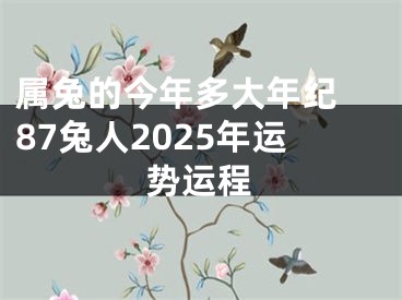 属兔的今年多大年纪 87兔人2025年运势运程