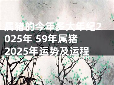 属猪的今年多大年纪2025年 59年属猪2025年运势及运程