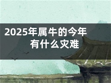 2025年属牛的今年有什么灾难