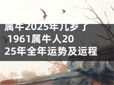 属牛2025年几岁了 1961属牛人2025年全年运势及运程