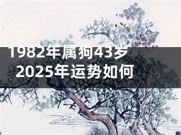 1982年属狗43岁2025年运势如何