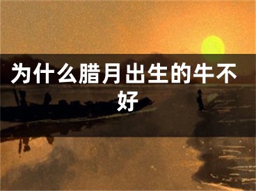 为什么腊月出生的牛不好