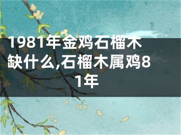 1981年金鸡石榴木缺什么,石榴木属鸡81年