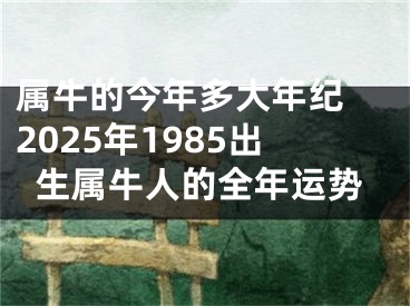 属牛的今年多大年纪 2025年1985出生属牛人的全年运势