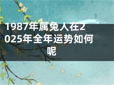 1987年属兔人在2025年全年运势如何呢 