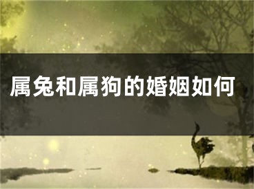 属兔和属狗的婚姻如何
