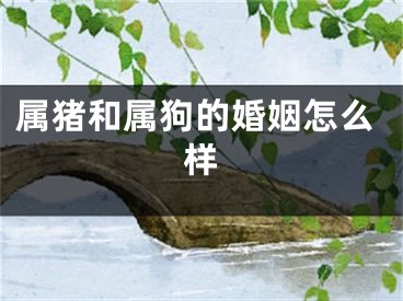 属猪和属狗的婚姻怎么样