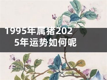 1995年属猪2025年运势如何呢 
