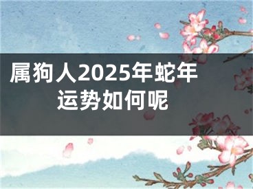 属狗人2025年蛇年运势如何呢 