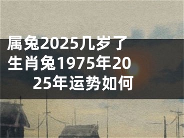 属兔2025几岁了 生肖兔1975年2025年运势如何