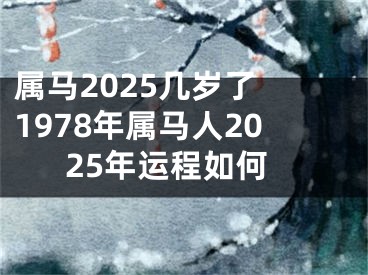 属马2025几岁了 1978年属马人2025年运程如何