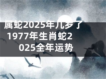属蛇2025年几岁了 1977年生肖蛇2025全年运势