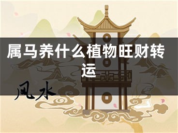 属马养什么植物旺财转运