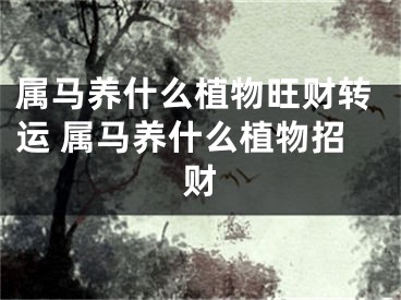 属马养什么植物旺财转运 属马养什么植物招财