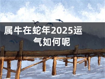 属牛在蛇年2025运气如何呢