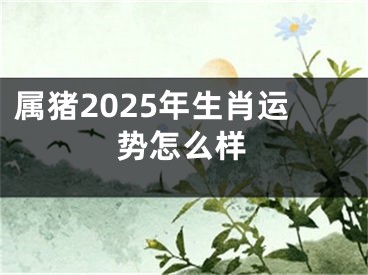 属猪2025年生肖运势怎么样