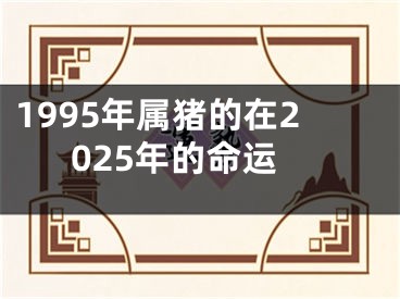 1995年属猪的在2025年的命运