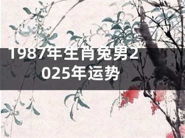 1987年生肖兔男2025年运势