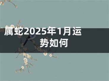 属蛇2025年1月运势如何