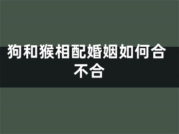 狗和猴相配婚姻如何合不合