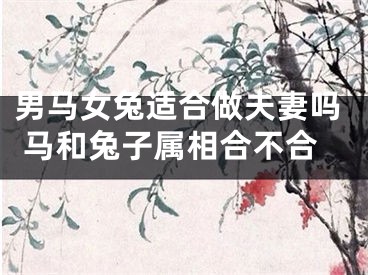 男马女兔适合做夫妻吗 马和兔子属相合不合